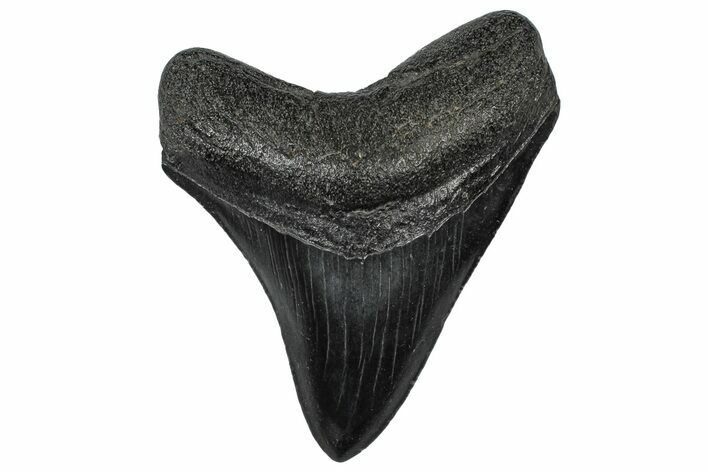 Fossil Megalodon Tooth - South Carolina #301811